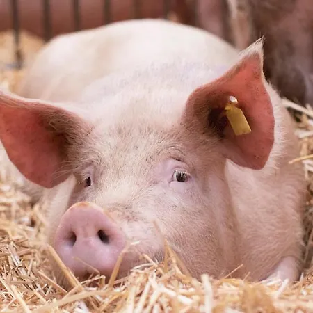 Daire Salzhaus Hallstatt