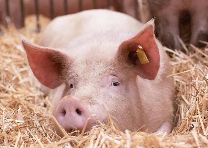Διαμέρισμα Salzhaus Χάλστατ