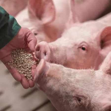 Salzhaus Appartamento